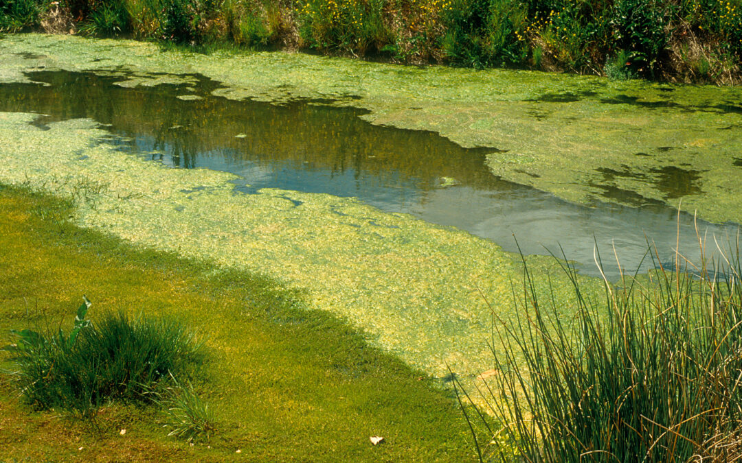 Algae: The Green Inhabitants of Water Ecosystems￼