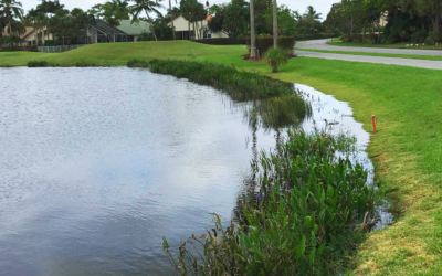 Nurturing the Littoral Shelf: A Guide to Aquatic Ecosystem Management