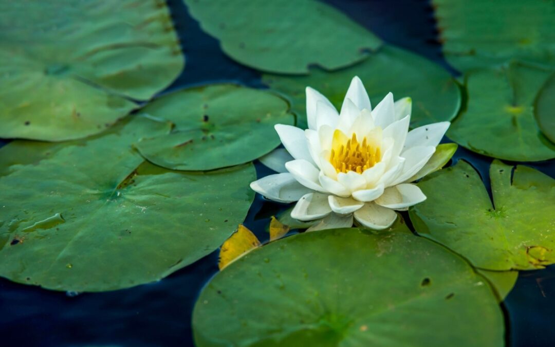 Types of Aquatic Plants for Ponds
