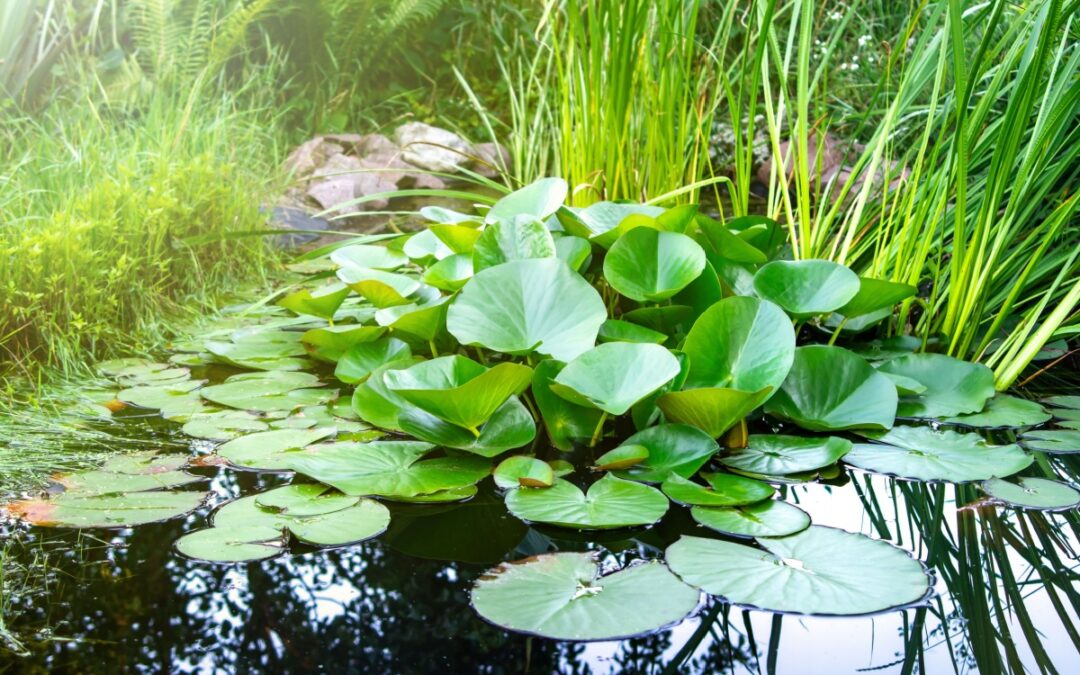 vegetation in a pond