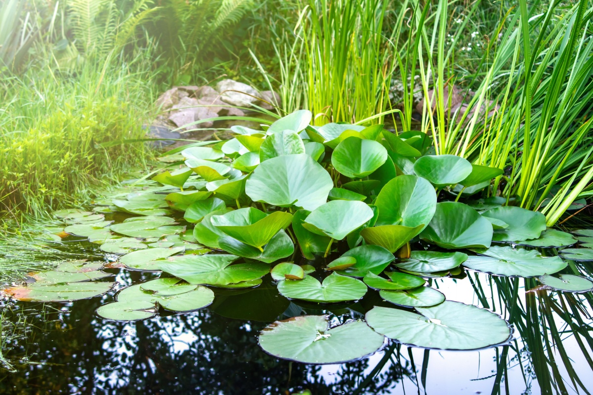 aquatic-planting vegetation in a pond