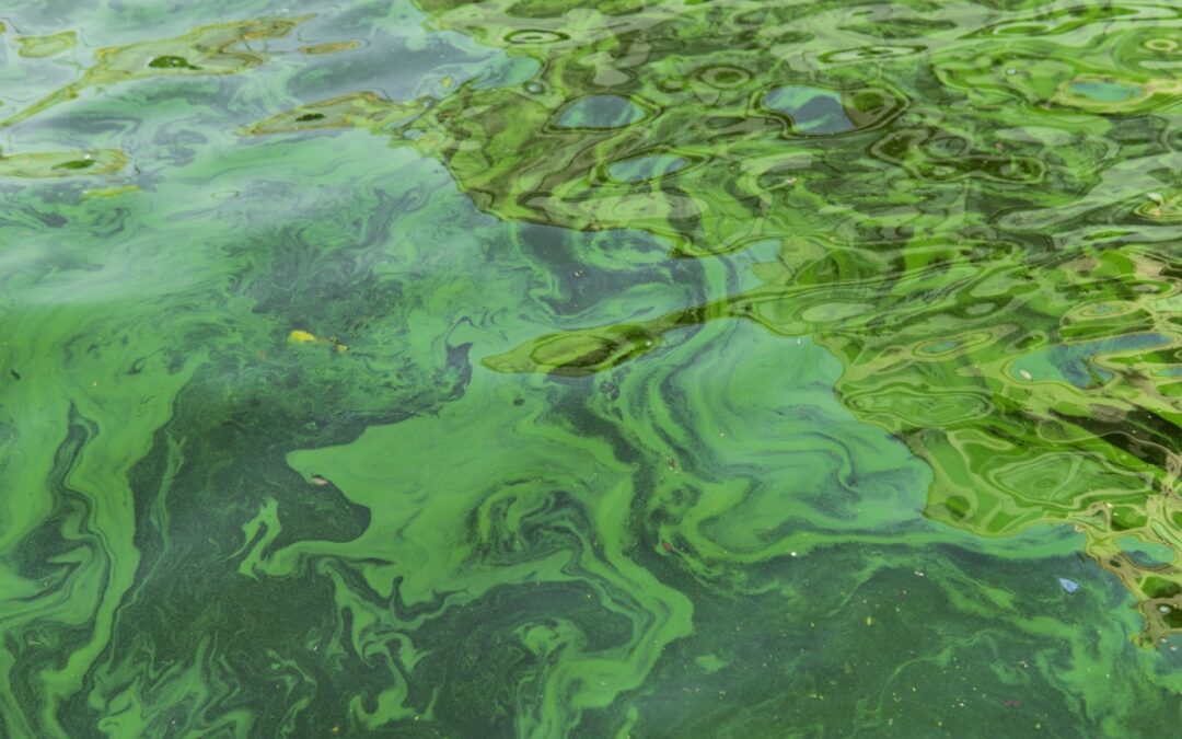 The Best Natural Algae Control Methods