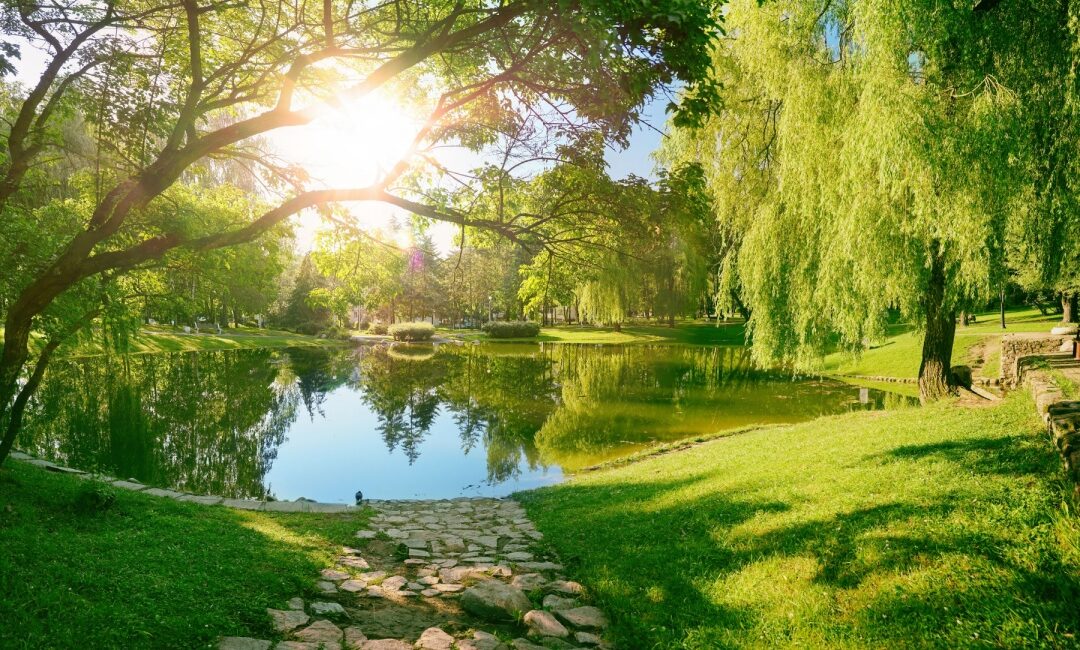 sun shining on a crystal clear pond with green grass and trees surrounding it