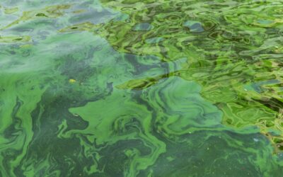How Do You Get Rid of Cyanobacteria in a Lake?