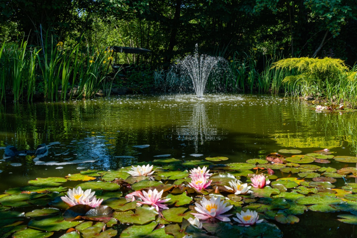 A variety of aquatic plants floating on top of a pond with a fountain in the background