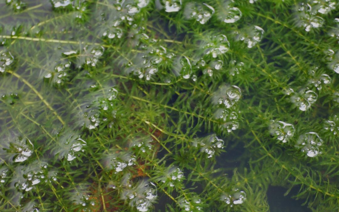 How to Get Rid of Hydrilla